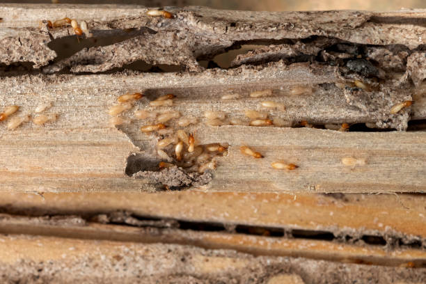 Best Pest Control Near Me  in Lake Leann, MI